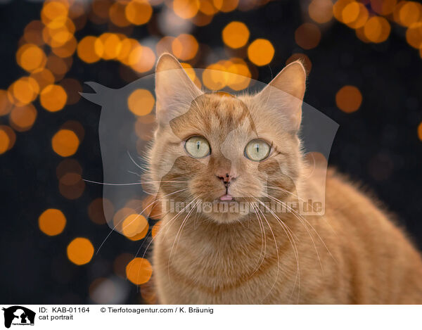 cat portrait / KAB-01164