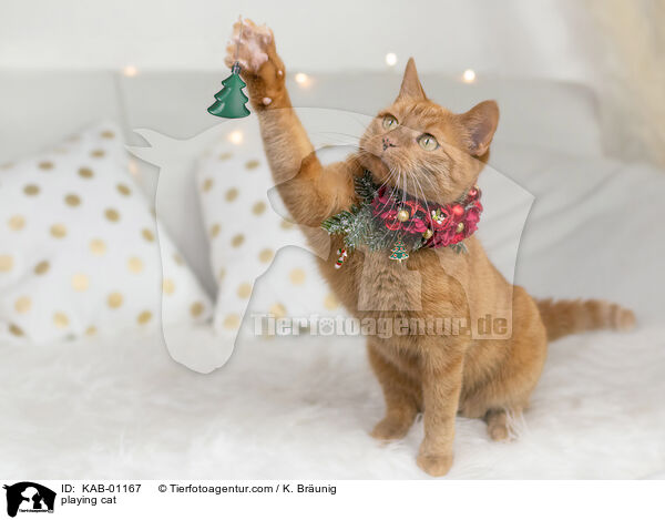 playing cat / KAB-01167