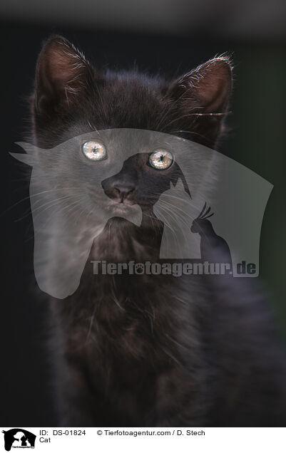 Cat / DS-01824
