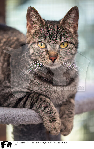 Cat / DS-01826