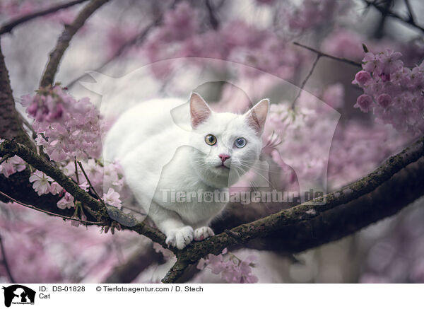 Katze / Cat / DS-01828