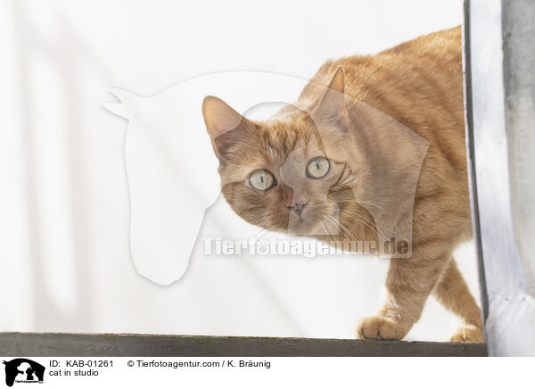 cat in studio / KAB-01261
