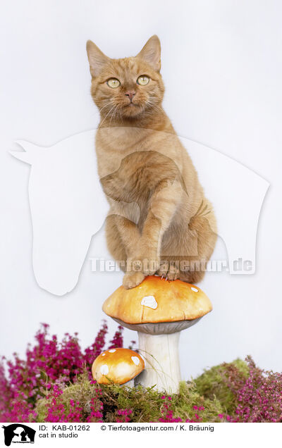 cat in studio / KAB-01262