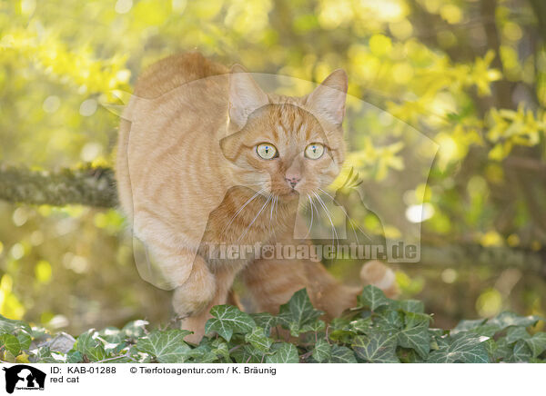 red cat / KAB-01288
