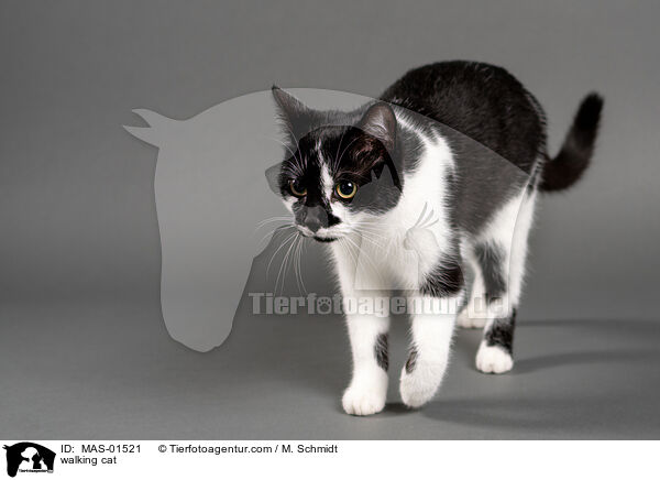 walking cat / MAS-01521