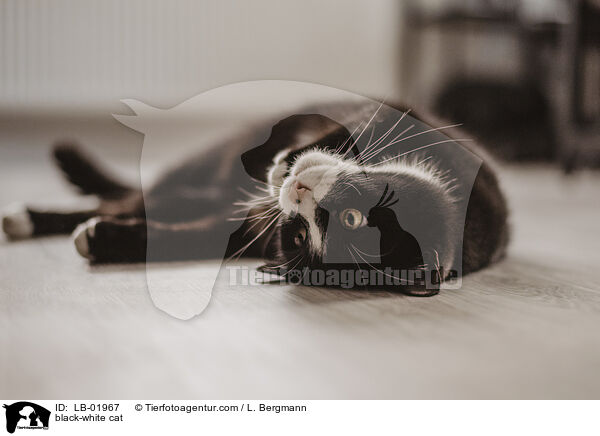 black-white cat / LB-01967