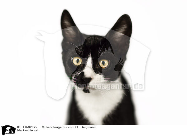 black-white cat / LB-02072