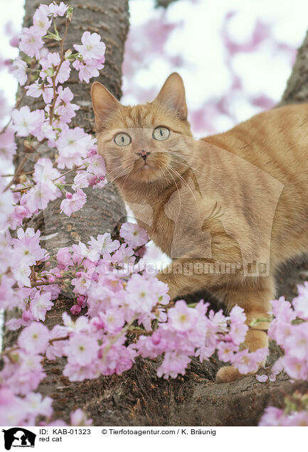 red cat / KAB-01323