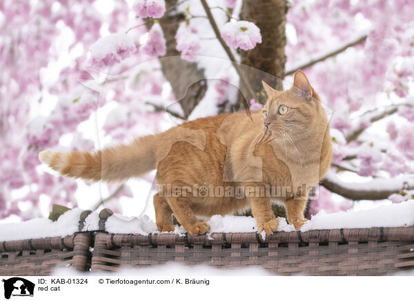red cat / KAB-01324