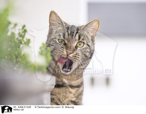 tabby cat / KAB-01326