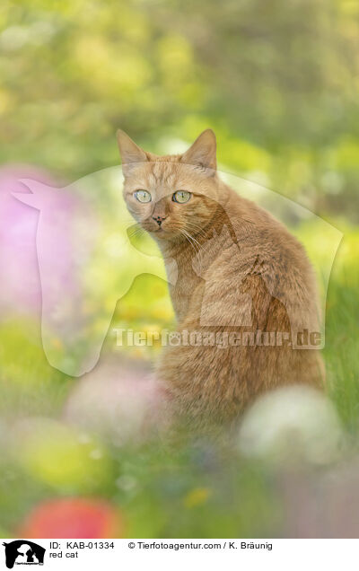 red cat / KAB-01334