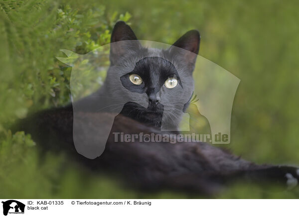 black cat / KAB-01335