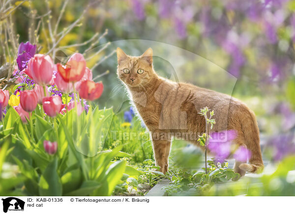 red cat / KAB-01336