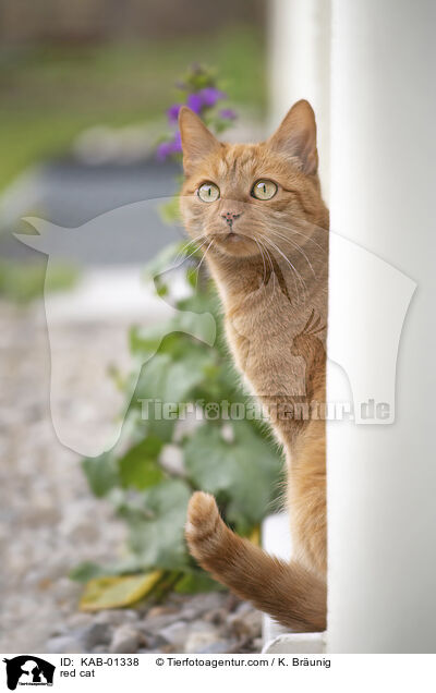 red cat / KAB-01338