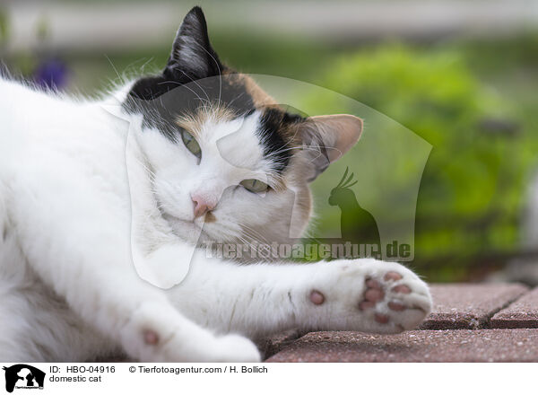 domestic cat / HBO-04916