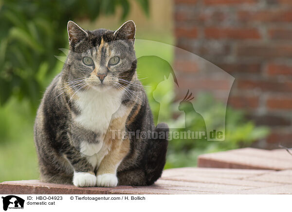 domestic cat / HBO-04923