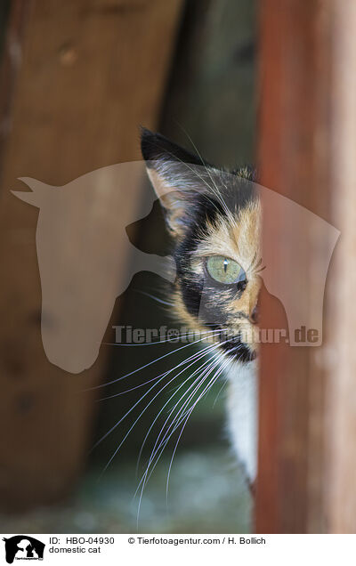 domestic cat / HBO-04930
