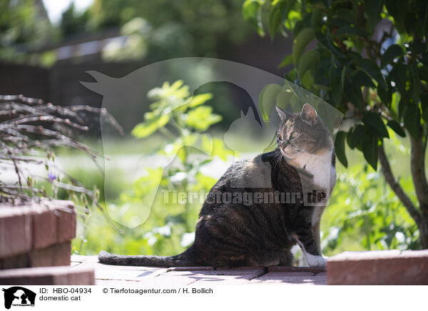 domestic cat / HBO-04934