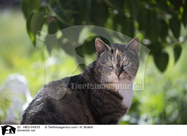 domestic cat / HBO-04935