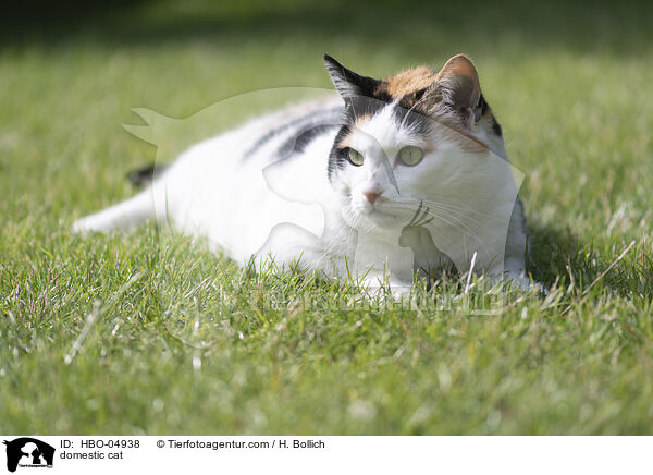 domestic cat / HBO-04938