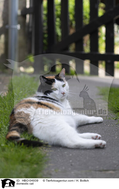domestic cat / HBO-04939