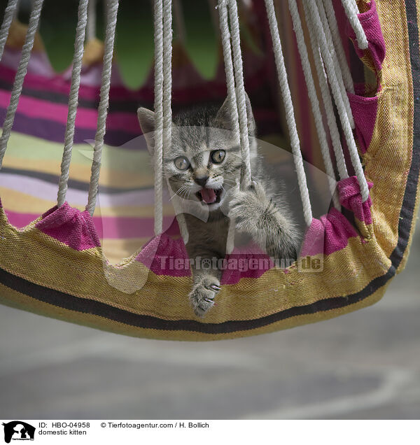 domestic kitten / HBO-04958
