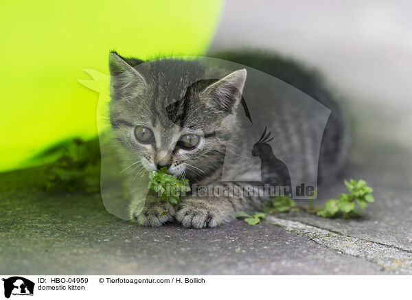 domestic kitten / HBO-04959