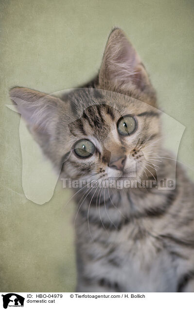 domestic cat / HBO-04979