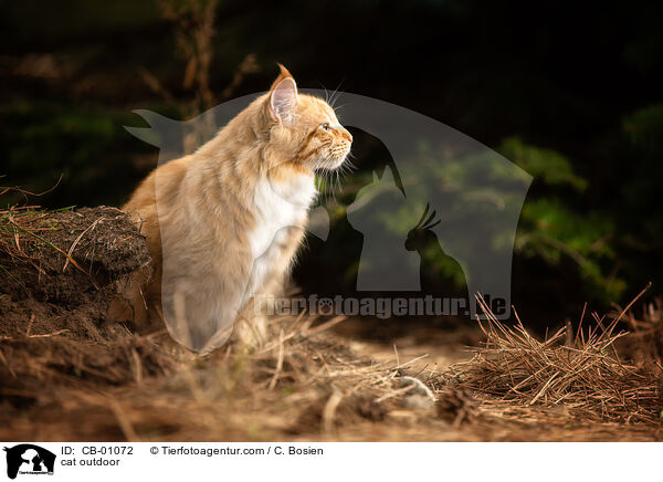 cat outdoor / CB-01072