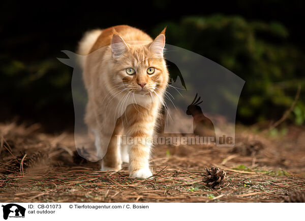 cat outdoor / CB-01073