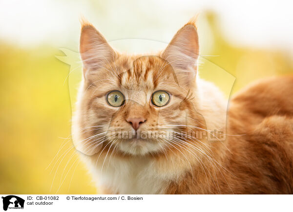 cat outdoor / CB-01082
