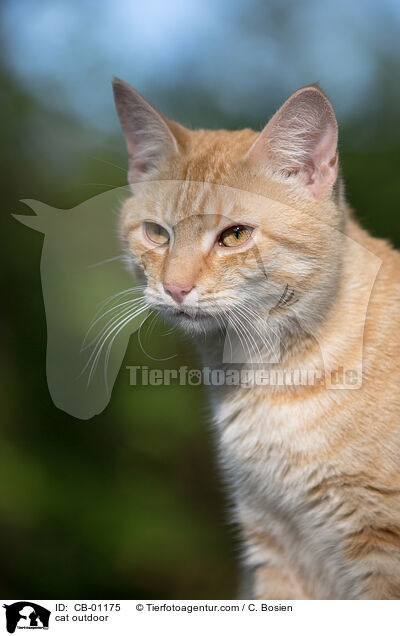 cat outdoor / CB-01175