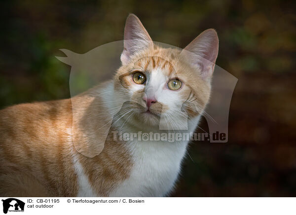 cat outdoor / CB-01195