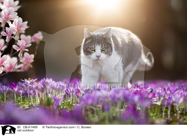 cat outdoor / CB-01466