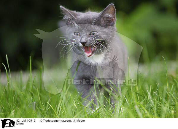 Ktzchen / kitten / JM-10515