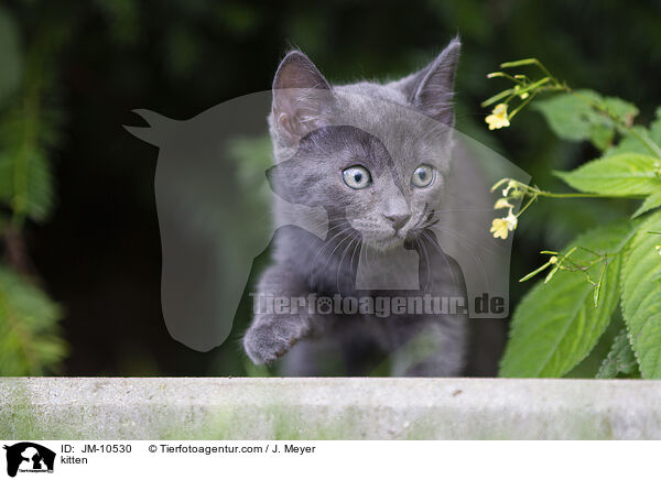 kitten / JM-10530