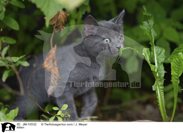 kitten / JM-10532