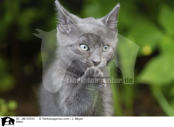 kitten / JM-10533