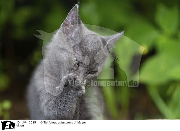 kitten / JM-10535