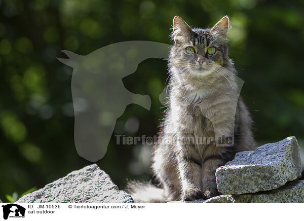 cat outdoor / JM-10536