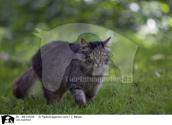 cat outdoor / JM-10538
