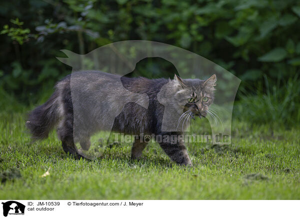 cat outdoor / JM-10539