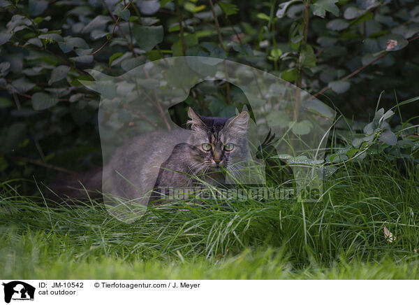 cat outdoor / JM-10542