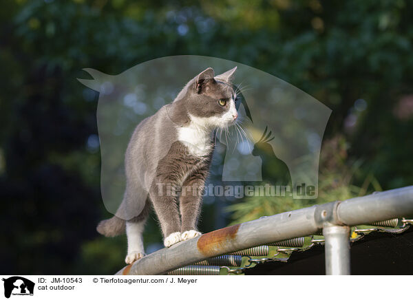 cat outdoor / JM-10543