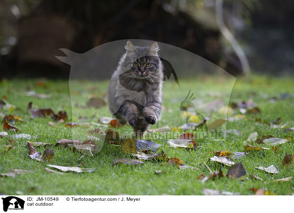 cat outdoor / JM-10549