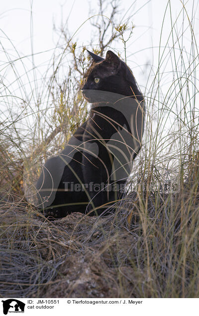 cat outdoor / JM-10551