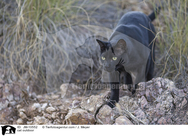 cat outdoor / JM-10552
