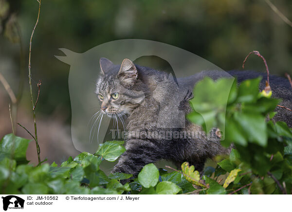 cat outdoor / JM-10562