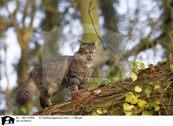 cat outdoor / JM-10565
