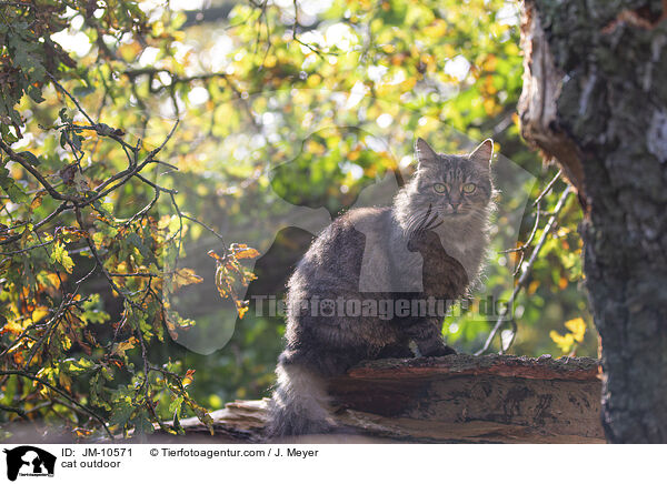 cat outdoor / JM-10571